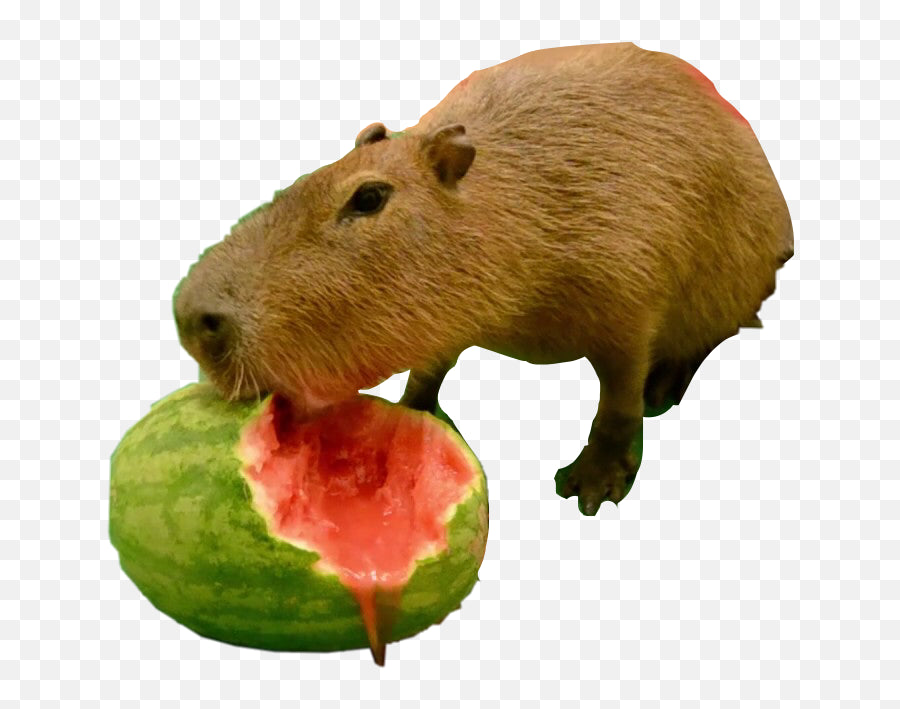 Capybara (french)